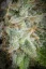 Fast Buds Sjemenke konoplje Orange Sherbet Auto