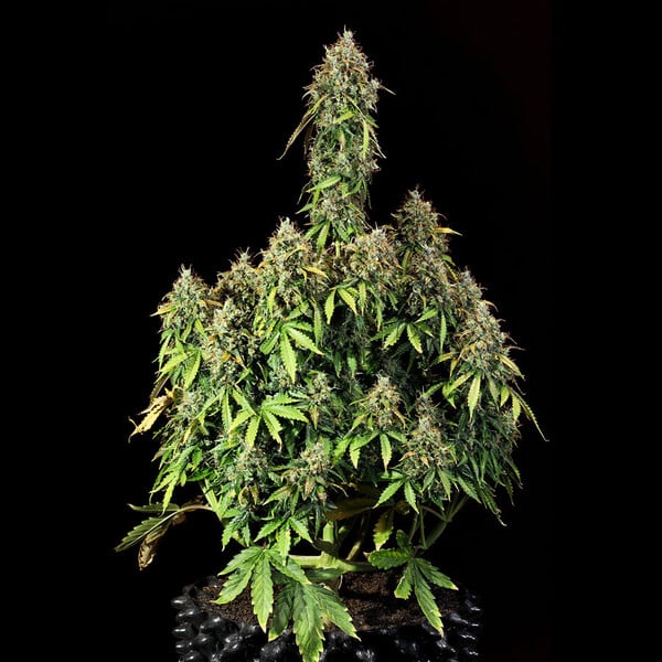 Royal Queen Seeds Seminte de canabis Royal Haze Auto