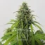 Blimburn Seeds Kanapių sėklos AK Auto