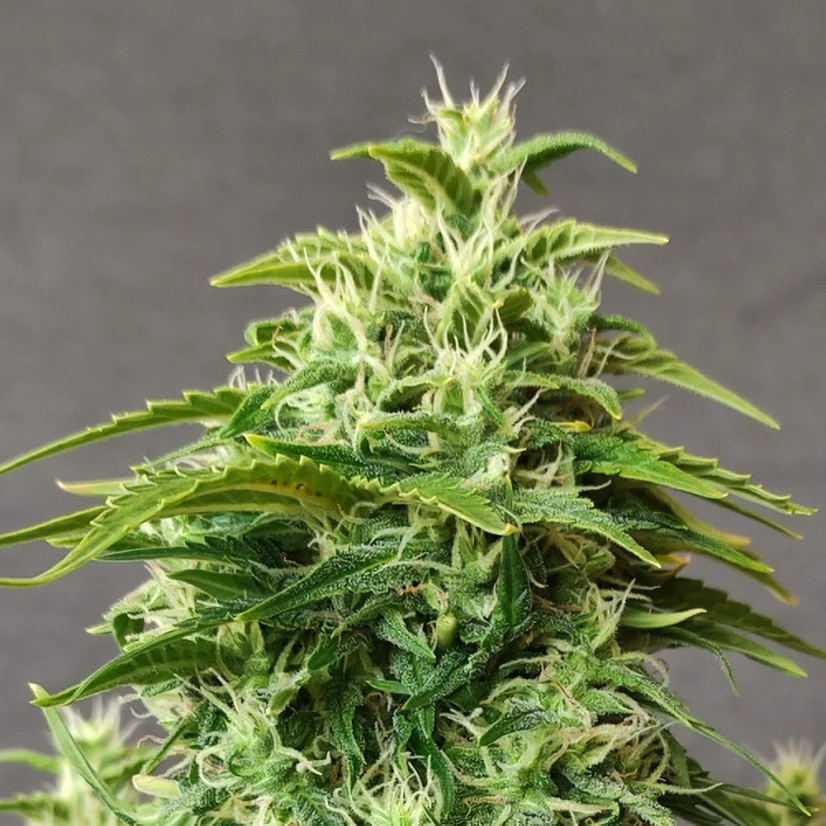 Doctor's Choice Seeds Chronic Ryder BX Auto Feminized