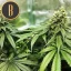 Blimburn Seeds Cannabisfrön Gelato Feminiserade