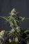 Fast Buds Sjemenke kanabisa Narančasti šerbet FF