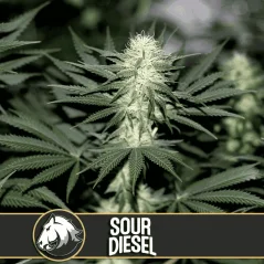 Blimburn Seeds Seminte de canabis Sour Diesel feminizate