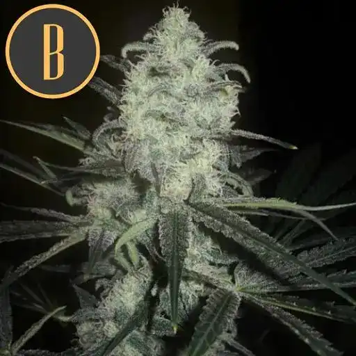 Blimburn Seeds Semena konoplje Original Clon Feminized