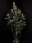 Fast Buds Sjemenke konoplje Amnesia Haze Auto
