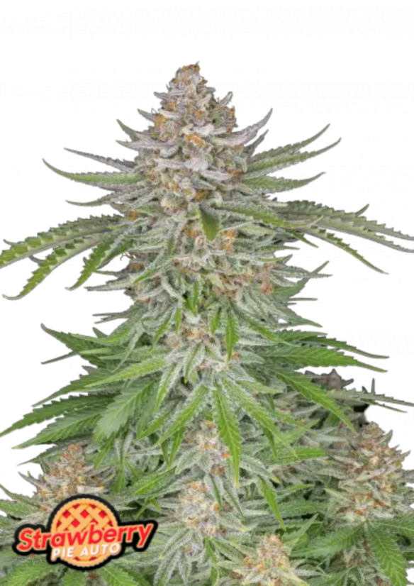 Fast Buds Cannabis Seeds Strawberry Pie Auto