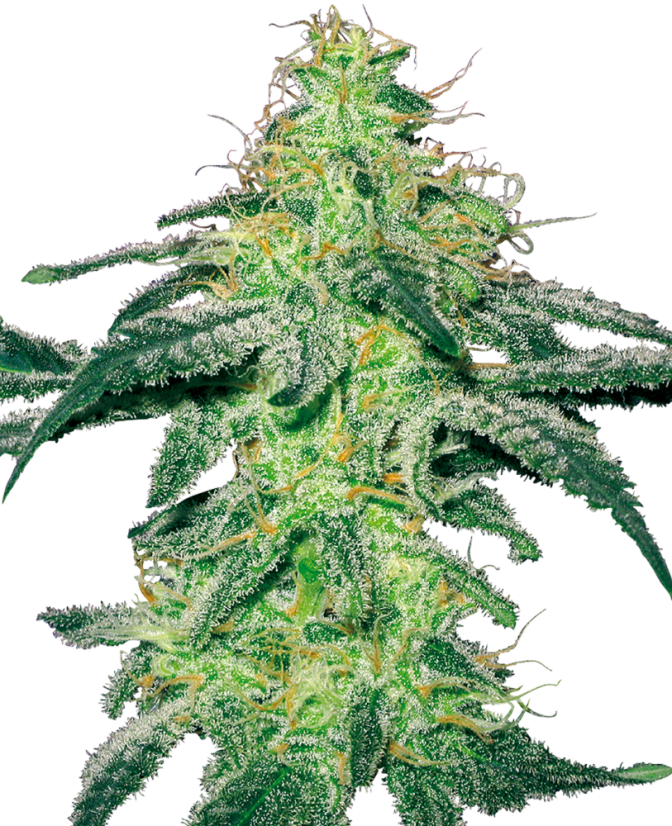 Sensi Seeds Semințe de canabis White Skunk feminizate de White Label, 3-10 buc.