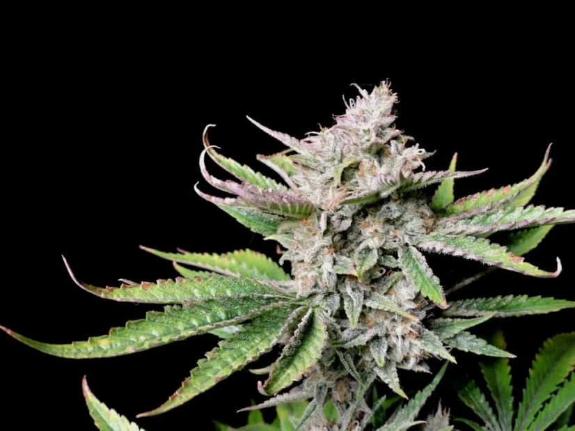 Fast Buds Cannabis Seeds Cherry Cola Auto