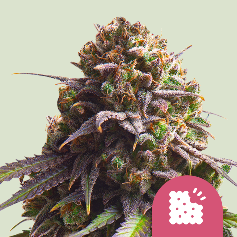 Royal Queen Seeds Graines de cannabis Biscotti féminisées