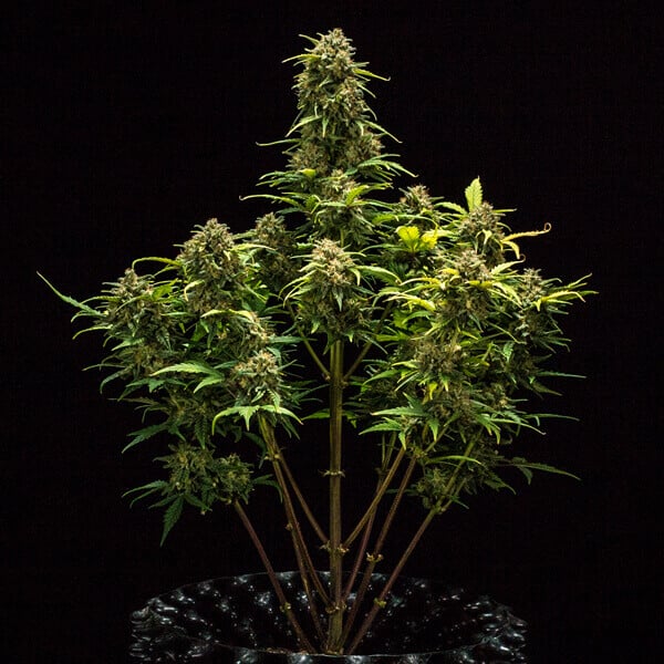 Royal Queen Seeds Seminte de canabis Sweet Skunk Auto