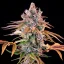 Royal Queen Seeds Semințe de canabis Royal Cheese - Feminizate rapid