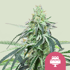 Royal Queen Seeds Cannabis Seeds Wedding Gelato Nőiesített