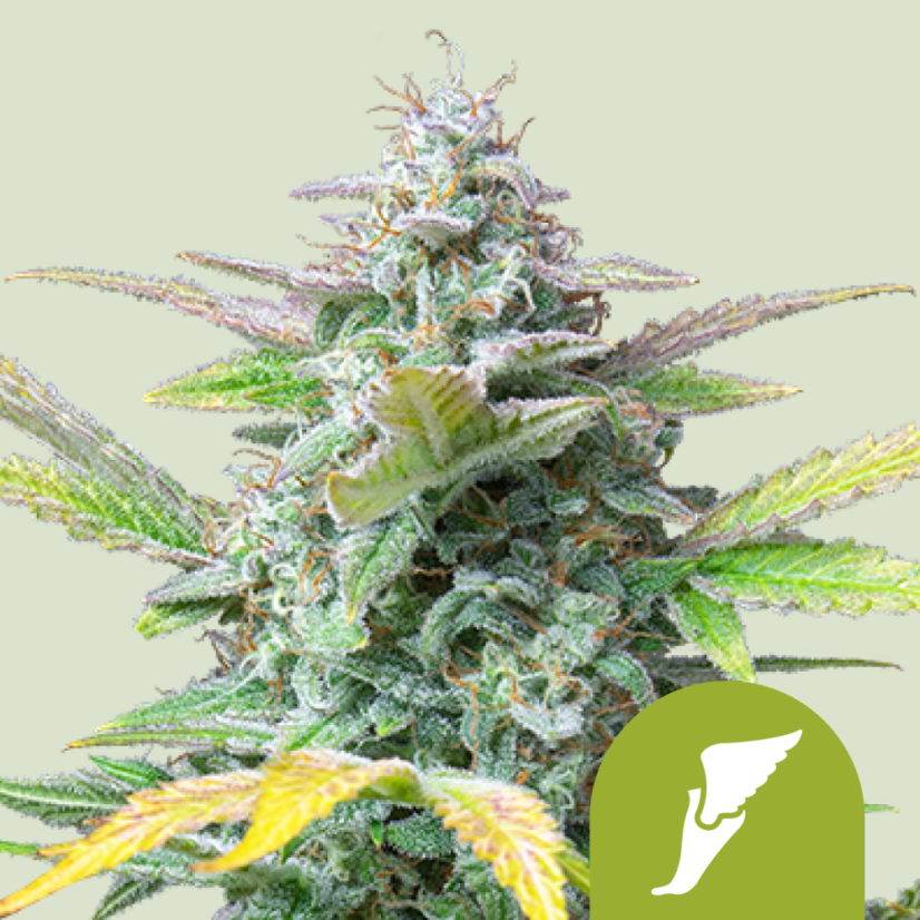 Royal Queen Seeds Semințe de canabis Quick One Auto