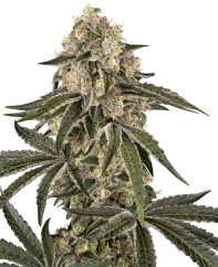 Sensi Seeds Cannabis Seeds Sunset Peach Feminizate