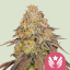 Royal Queen Seeds Semințe de canabis Legendary OG Punch feminizate
