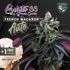 T.H.Seeds™ Cannabis Seeds Auto French Macaron, 6+1 Pack, feminizované