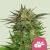 Royal Queen Seeds Cannabisfrø Haze Berry feminiseret