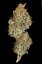 T.H.Seeds™ Seminte de canabis Auto MK-Ultra™, pachet 5+1, feminizate