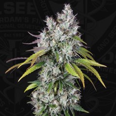 T.H.Seeds™ Насіння коноплі Underdawg™, 5+1 упаковка, фемінізоване