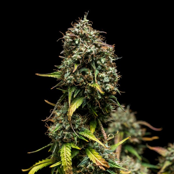 Royal Queen Seeds Semințe de canabis Purple Punch Auto