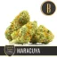 Blimburn Seeds Semi di Cannabis Maracuya di Nikki Swami's Femminizzati
