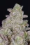 Fast Buds Sjemenke konoplje Gorilla Cookies Auto