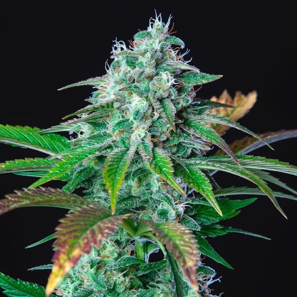 Royal Queen Seeds Seminte de canabis HulkBerry feminizate
