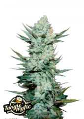 Fast Buds Sjemenke konoplje Tangie Auto
