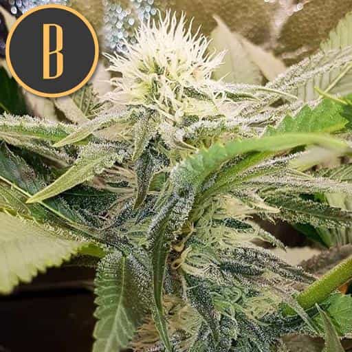 Blimburn Seeds Feminizované semená kanabisu s kyslou naftou