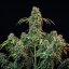 Royal Queen Seeds Cannabis Seeds Royal CBDV Auto (korkea CBD)