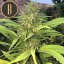 Blimburn Seeds Cannabisfrø Santa Muerte hurtigt blomstrende feminiseret