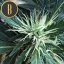 Blimburn Seeds Cannabis Seeds Zombie Death Fuck Feminized