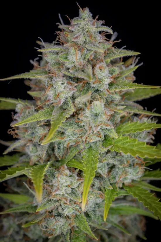 Fast Buds Sjemenke kanabisa Orange Sherbet Auto