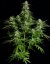 Semințe de canabis Royal Queen Seeds Titan F1 Auto