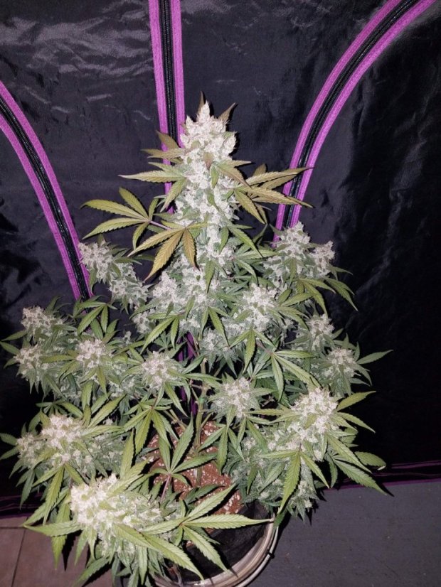 Fast Buds Semi di Cannabis Girl Scout Cookies Auto