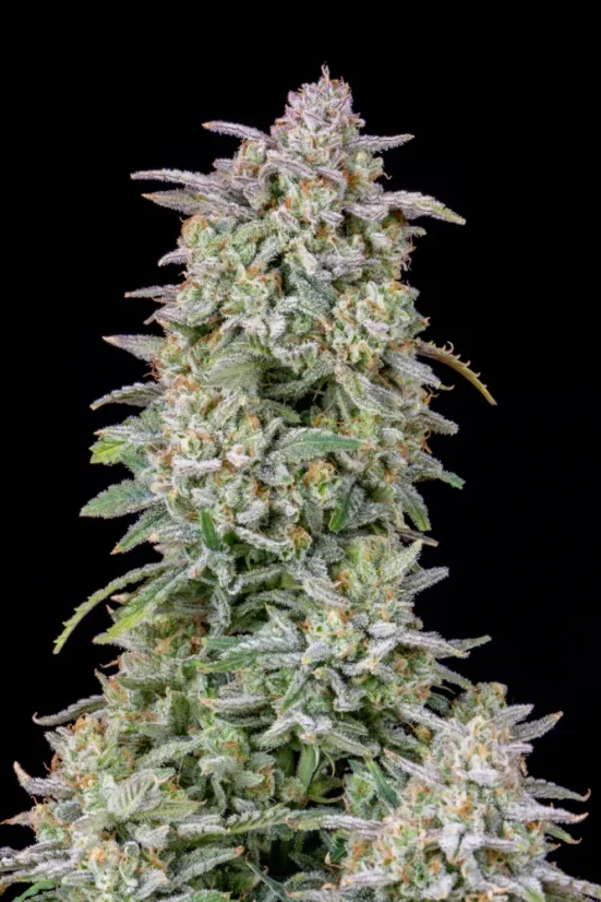Fast Buds Semi di Cannabis Forbidden Runtz Auto
