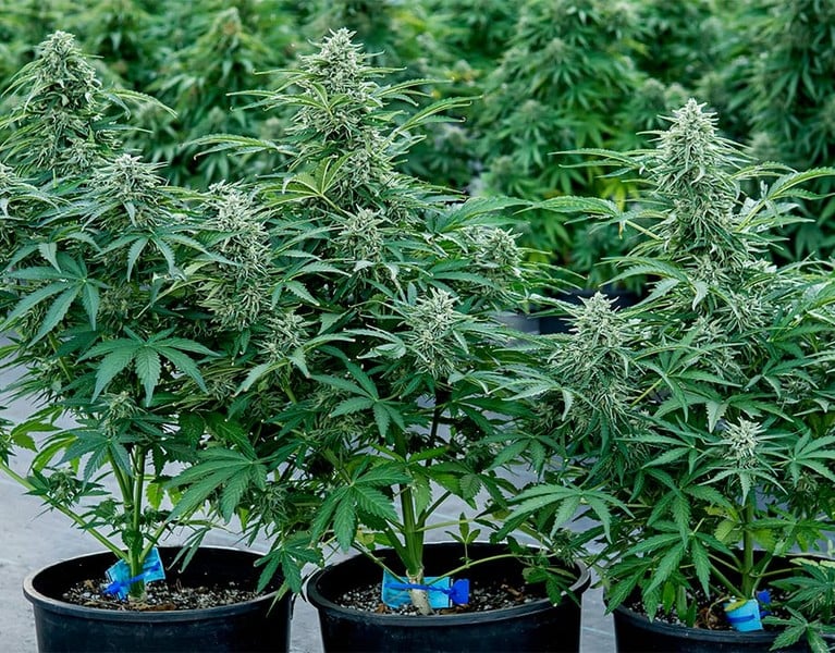 Royal Queen Seeds Семена от канабис Apollo F1 Auto