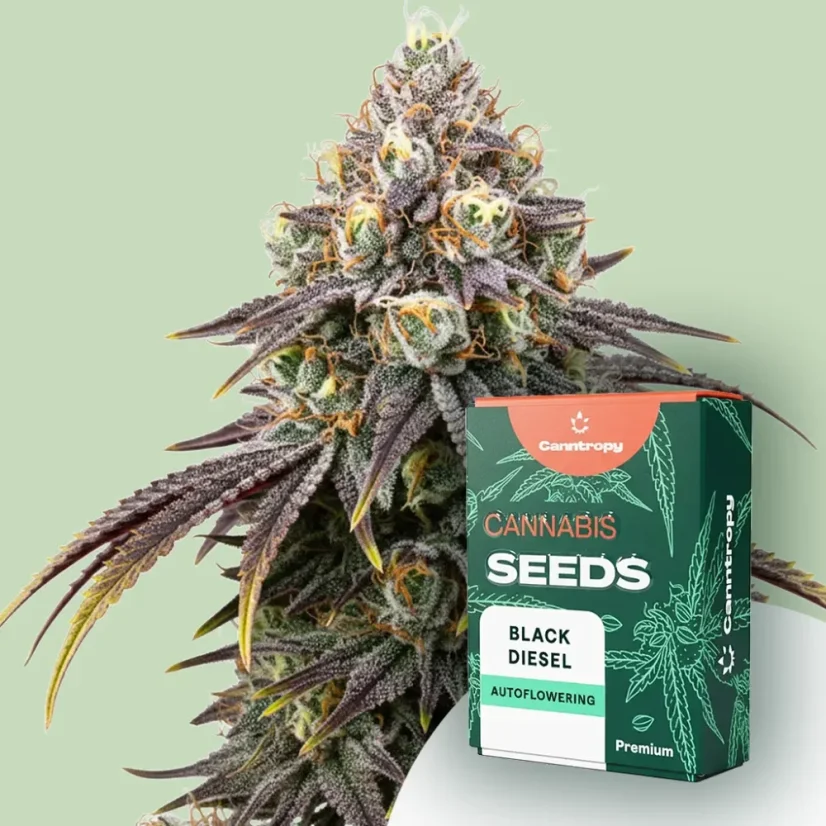 Canntropy Seeds Black Diesel (feminiserad)
