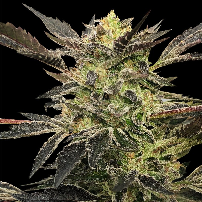 Silent Seeds Seminte de canabis Pink Sunset Auto By Sherbinskis