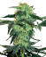 Sensi Seeds Semințe de canabis White Ice feminizate de White Label, 3-10 buc.