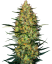 Sensi Seeds Seminte de canabis Caramellow Kush Automatic feminizate, 3-10 buc