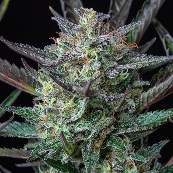 Royal Queen Seeds Semințe de canabis Purple Punch Auto