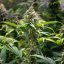 Royal Queen Seeds Seminte de canabis Chocolate Haze feminizate