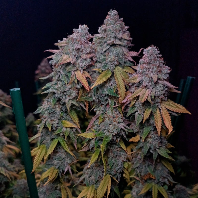 Silent Seeds Seminte exotice de canabis Gorilla Frost feminizate