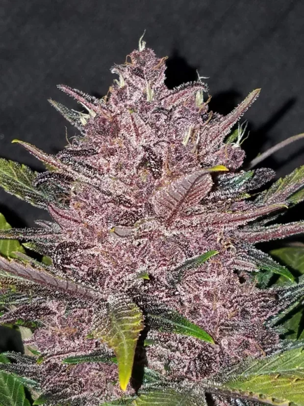 Fast Buds Semena Konoplje Blackberry Auto