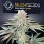 Silent Seeds Seminte de Cannabis Pink Sunset By Sherbinskis Feminizate