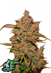 Fast Buds Sjemenke konoplje Crystal Meth Auto