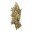 Royal Queen Seeds Seminte de Canabis Fat Banana Feminizate