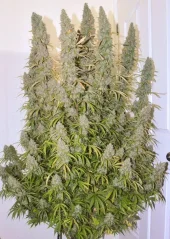 Dutch Passion Seminte de canabis Auto Night Queen® Autoflowering