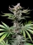 Fast Buds Cannabis Seeds Cherry Cola Auto